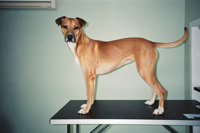 A dog standing calmly on a grooming table