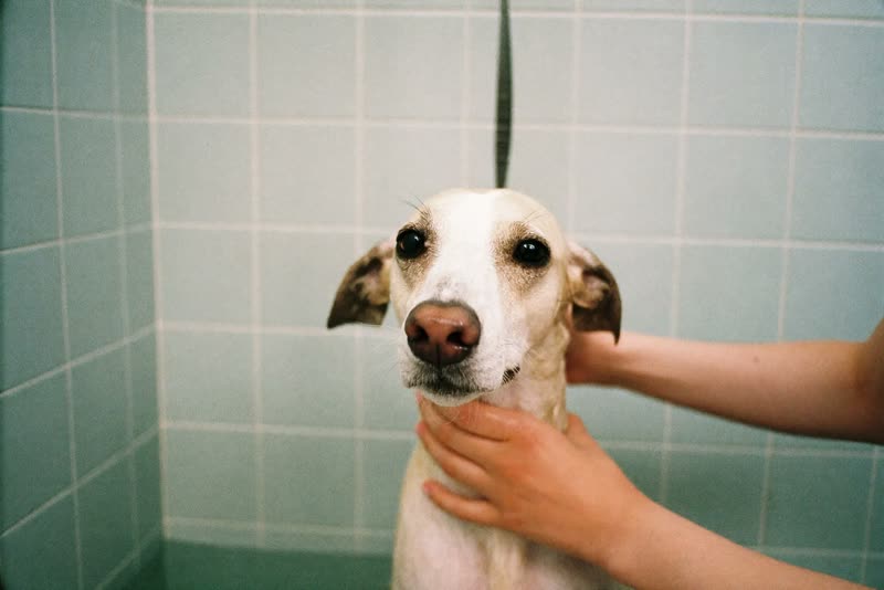 A dog being rinsed in the grooming bath