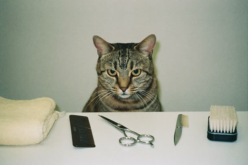 Grooming tools laid out on a clean worktop