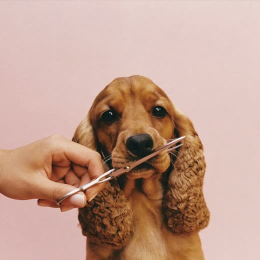 A spaniel having its coat scissor-trimmed