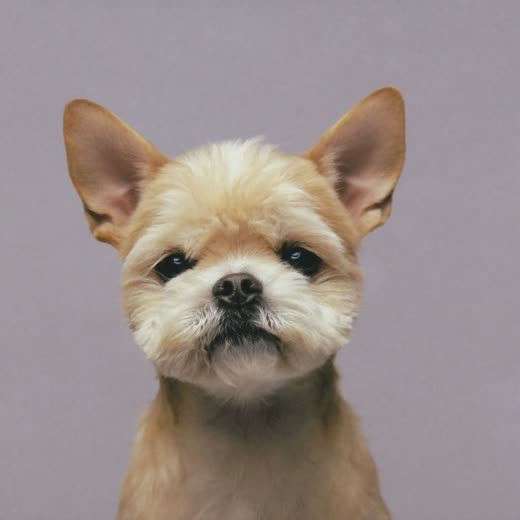 A small dog after a face and ear tidy
